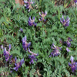 Astragalus