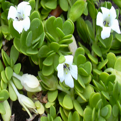 Bacopa Monnieri