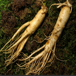 Ginseng