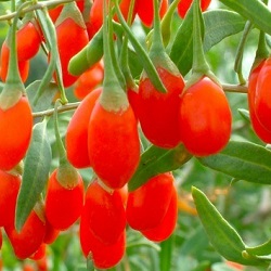 Goji Berries