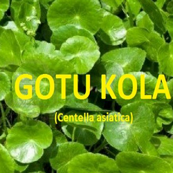 Gotu Kola