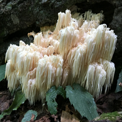 Lion Mane Mushrooms