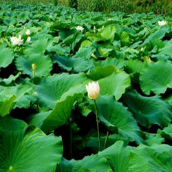 Lotus Leaves